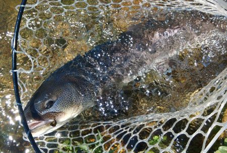 イトウ記録更新！ ～フィッシングパーク高島の泉～